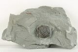 Enrolled Flexicalymene Trilobite In Shale - Mt Orab, Ohio #201094-1